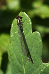 Erythromma