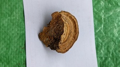 Coriolopsis strumosa