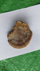 Coriolopsis strumosa