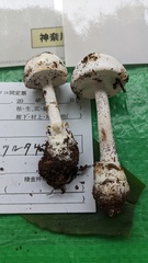 Amanita oberwinkleriana