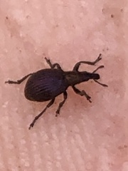 Pseudaplemonus limonii