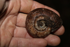 Pedinogyra rotabilis