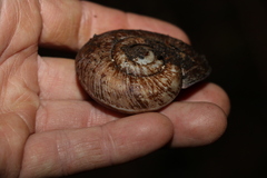 Pedinogyra rotabilis