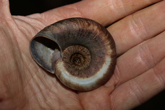 Pedinogyra rotabilis