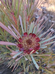 Protea acuminata