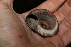 Pedinogyra rotabilis