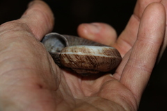 Pedinogyra rotabilis