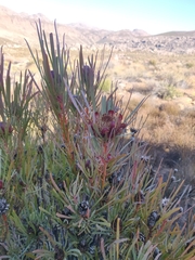 Protea acuminata