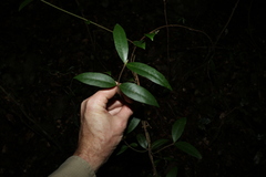 Melodinus acutiflorus