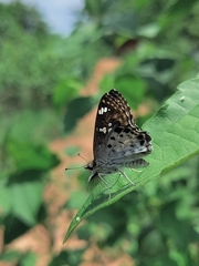 Caprona ransonnettii