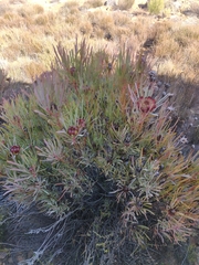 Protea acuminata