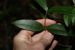 Melodinus acutiflorus