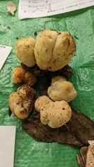 Laetiporus versisporus