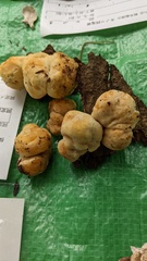 Laetiporus versisporus