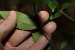 Melodinus acutiflorus
