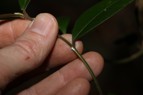 Image of Melodinus acutiflorus by (c) Greg Tasney, some rights reserved (CC BY-SA)