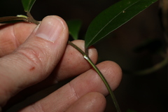 Melodinus acutiflorus