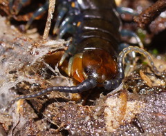 Cormocephalus esulcatus