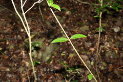 Melodinus acutiflorus
