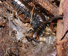 Cormocephalus esulcatus