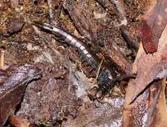 Cormocephalus esulcatus