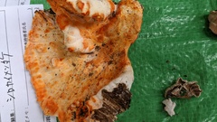 Piptoporellus soloniensis