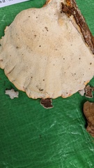 Piptoporellus soloniensis