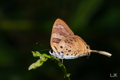 Bindahara phocides