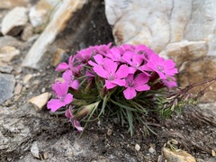 Dianthus glacialis