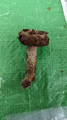 Leccinellum griseum