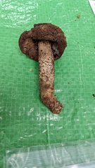Leccinellum griseum