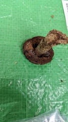 Leccinellum griseum