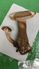 Tylopilus neofelleus