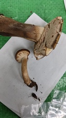 Tylopilus neofelleus