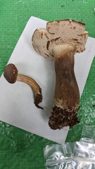 Tylopilus neofelleus