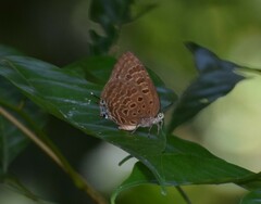 Arhopala athada