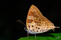 Bindahara phocides