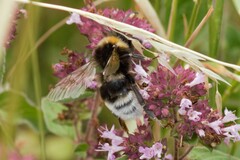 Bombus ruderatus