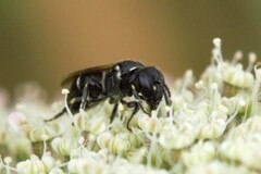 Hylaeus confusus