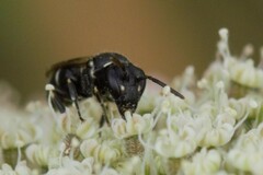 Hylaeus confusus