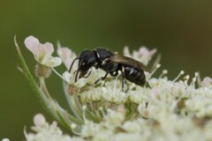 Hylaeus confusus