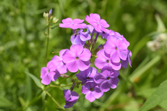 Phlox glaberrima interior