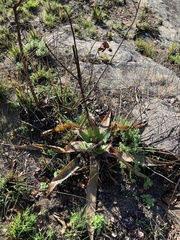Aloe affinis
