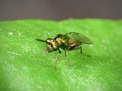 Miscogastrinae