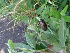 Andocamaria formosana