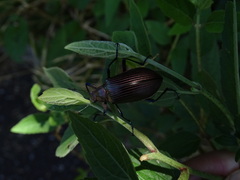 Andocamaria formosana