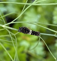 Papilio polyxenes