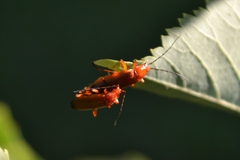 Rhagonycha fulva