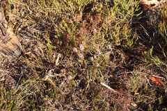 Amphithalea ericifolia ericifolia
