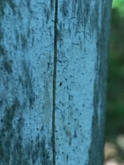 Chaenothecopsis debilis